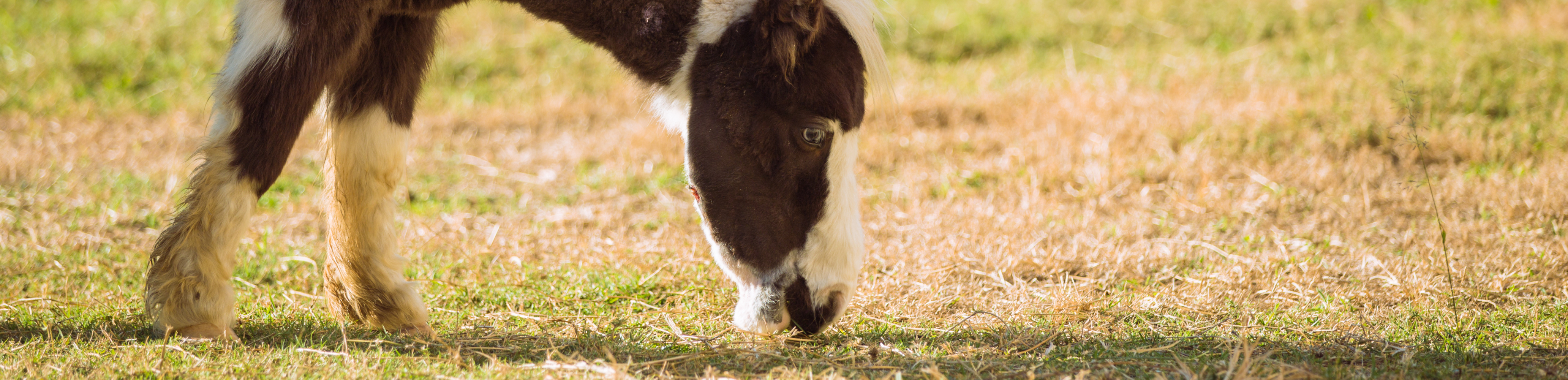 dental health for horses rspca queensland